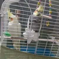 مفقود شدن دو عدد عروس هلندی