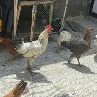 خروس کردی