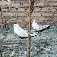 جفت کبوتر دمبی