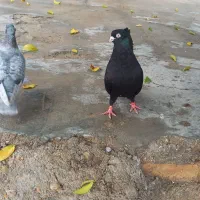 کبوتر|پرنده|آبپخش, |دیوار