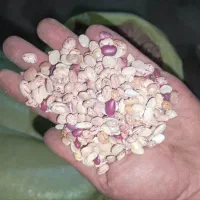 لوبیا چیتی شکسته