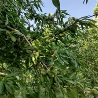 فروش باغ۵۳۰ متری درمحدودپل زمانخان شوراب|فروش زمین و ملک کلنگی|شاهین‌شهر, فردوسی|دیوار