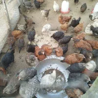 جوجه سه ماهه گلپایگانی|حیوانات مزرعه|رودسر, |دیوار