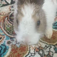 خرگوش باهوش