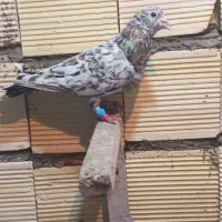 کبوتر