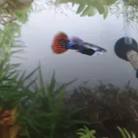 گوپی رد دراگون بیگ ایر