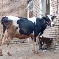 گاو ابستن و شیری ب شرط ۷۰ملیون