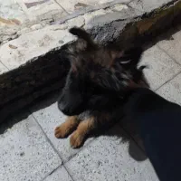 ژرمن شپرد شولاین|سگ|قزوین, |دیوار