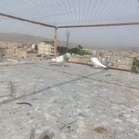 نروماده سینه سوسنی