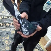 سینه سیاه نر