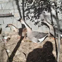 قوغاز افریقایی