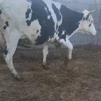 گاو گوساله گاو مونت بیلیارد آبستن بالا