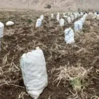 سرکارگر کشاورزی صفر تا صد تمامی کارهای کشاورزی