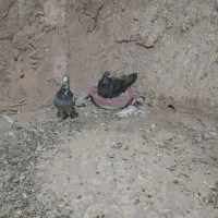 فروش کفتر|پرنده|چناران, |دیوار