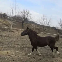 اسب نژاد کرد.|اسب و تجهیزات اسب‌سواری|خلجستان, |دیوار