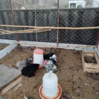 خروس کوچین رنگ خاص|حیوانات مزرعه|امامزاده عبدالله, |دیوار