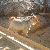 فروش بیگ تخمی