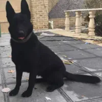 سگ ژرمن بلک ماده فروش فوری
