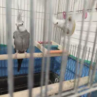 فروش عروس هلندی