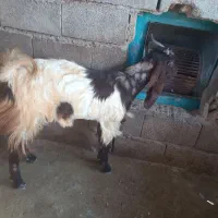 ۷ راس بز و تیشتر|حیوانات مزرعه|شوشتر, |دیوار