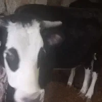 گوساله ماده سمینتال