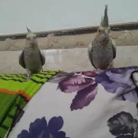 پرنده عروس هلندی