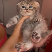 گربه های گوگولی مگولی پگولی|گربه|اصفهان, ابر|دیوار