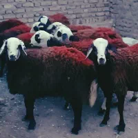 بره ماده