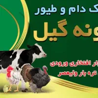 خوراک دام و طیور نمونه گیل