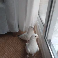 یک جفت کبوتر سفید