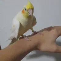 عروس هلندی ماده، فوق دستی