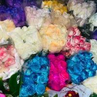 گل رز تازه ب قیمت عمده|گل و گیاه طبیعی|بندرعباس, |دیوار