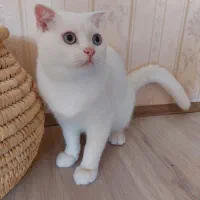 اسکاتیش نر ۵ ماهه
