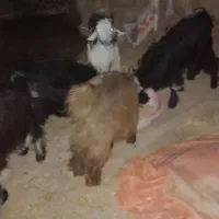 بیگ|حیوانات مزرعه|مسجد سلیمان, |دیوار