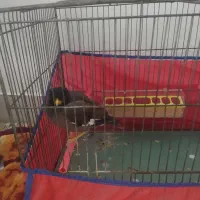 دوعددمرغ میناسخنگو