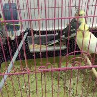 جفت عروس کارداده