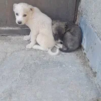 دو عدد توله نر