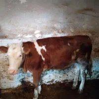 گوساله سیمینال