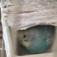 10عدد جوجه مرغ عشق رینبو|پرنده|بندر ماهشهر, |دیوار