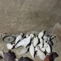 جوجه مرغ شاخدار