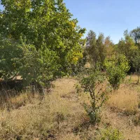 فروش باغ میوه در شهر افوس|فروش زمین و ملک کلنگی|بوئین و میاندشت, |دیوار