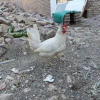 مرغ سفیده تخم گذاری محلی