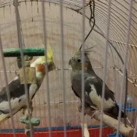 عروس هلندی یک ساله|پرنده|رشت, حومه رشت|دیوار