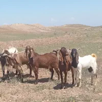 5راس نربز پاکستانی اصل