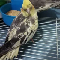 طوطی عروس|پرنده|قزوین, |دیوار