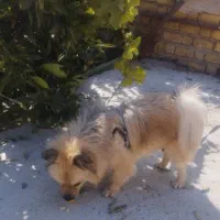 سگ پامرانین روباهی|سگ|مرودشت, زنگی آباد|دیوار