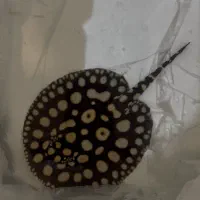 سفره بلک دایموند sw