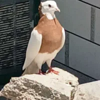 کبوتر|پرنده|لنده, |دیوار