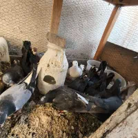 کفتر|پرنده|اصفهان, خانه اصفهان|دیوار