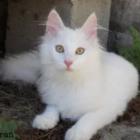 گربه پرشین اصیل ایرانی